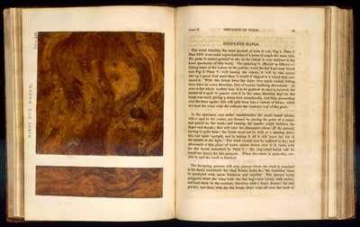 Birds Eye Maple, plate XIII from 